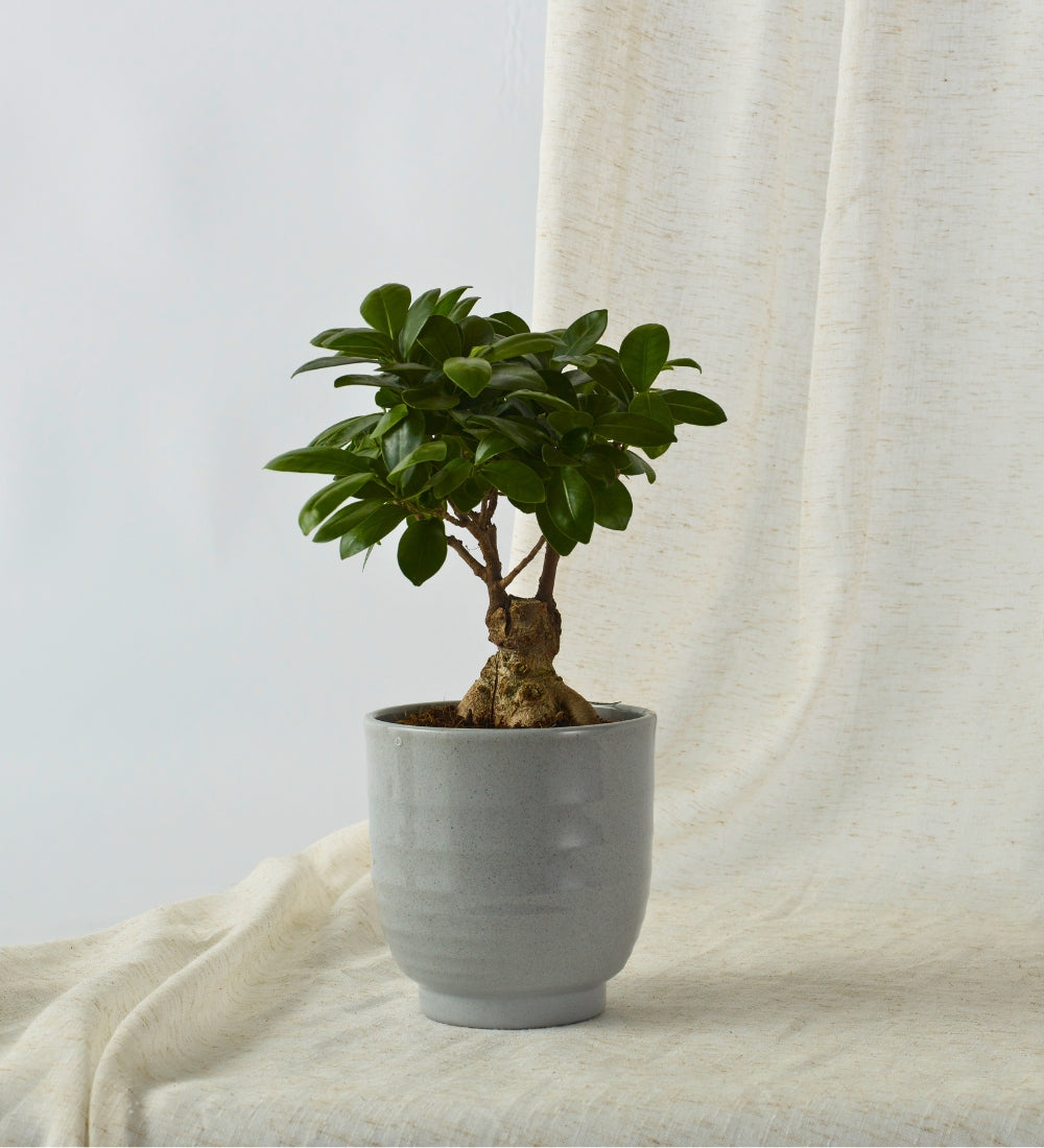 Bonsai Ficus Ginseng & Pot