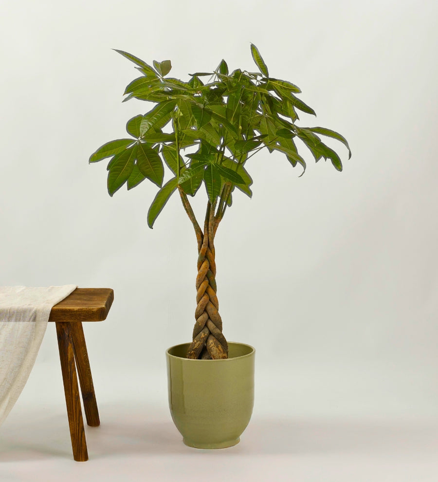Money Tree