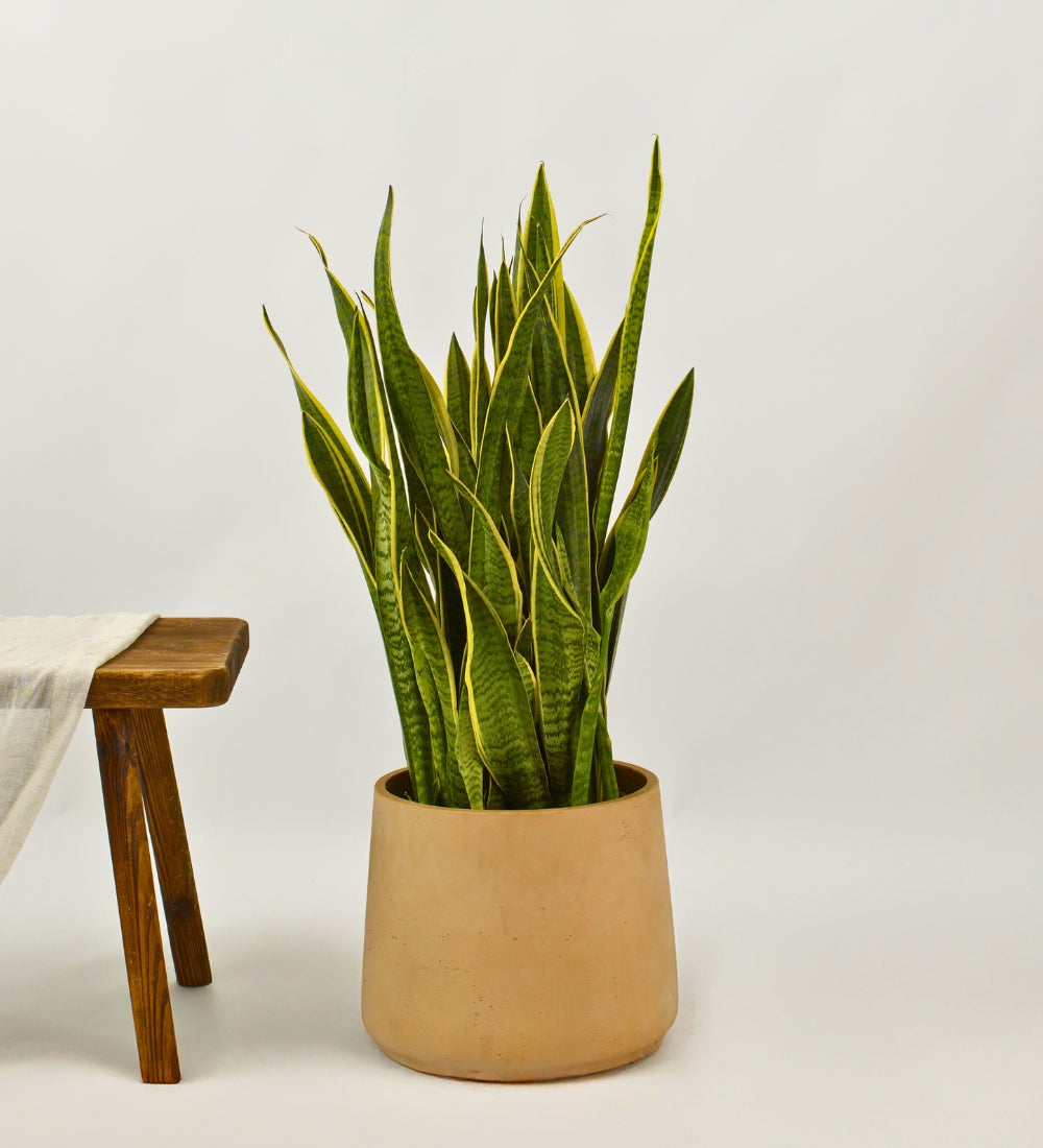 Snake Plant