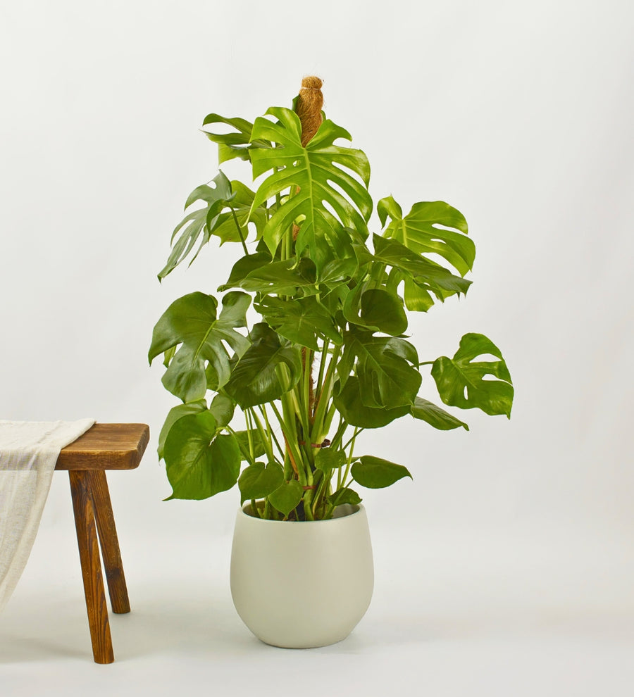 Monstera Deliciosa