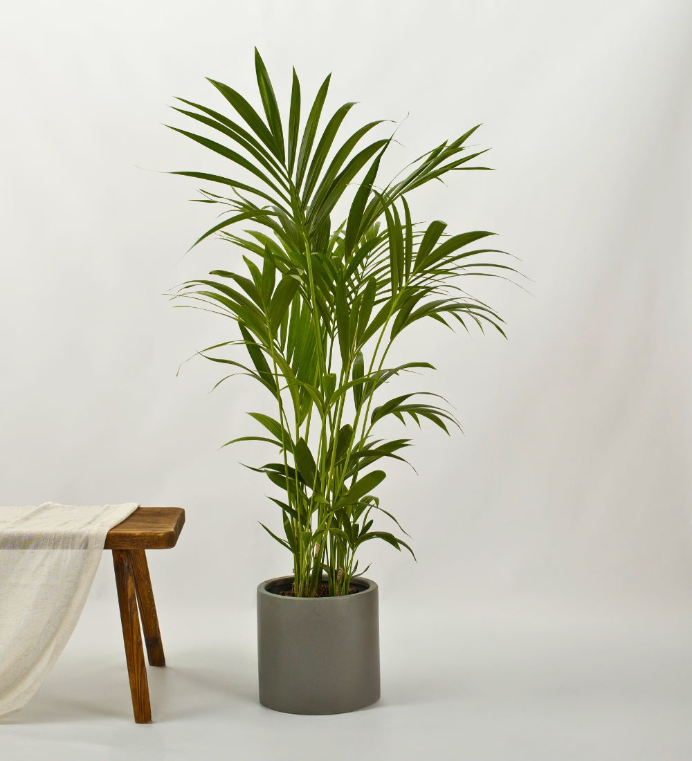 Kentia Palm