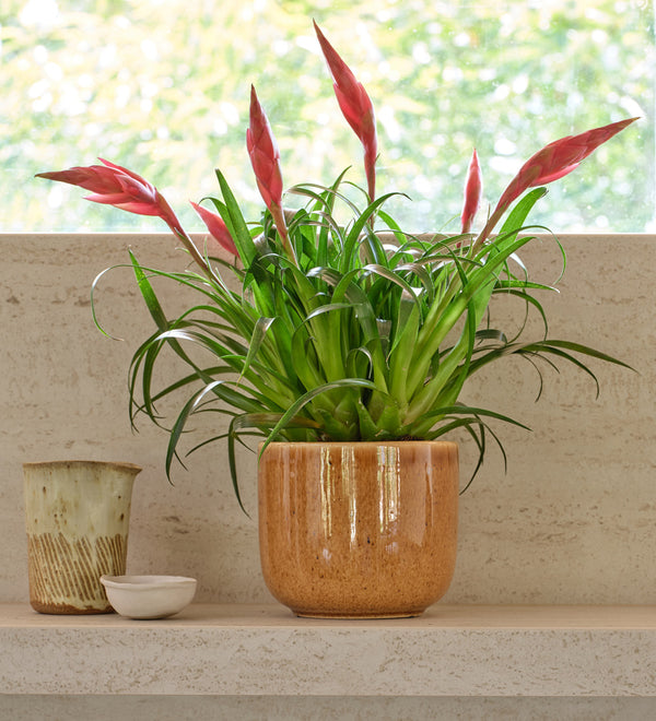 Vriesea Astrid
