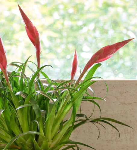 Vriesea Astrid