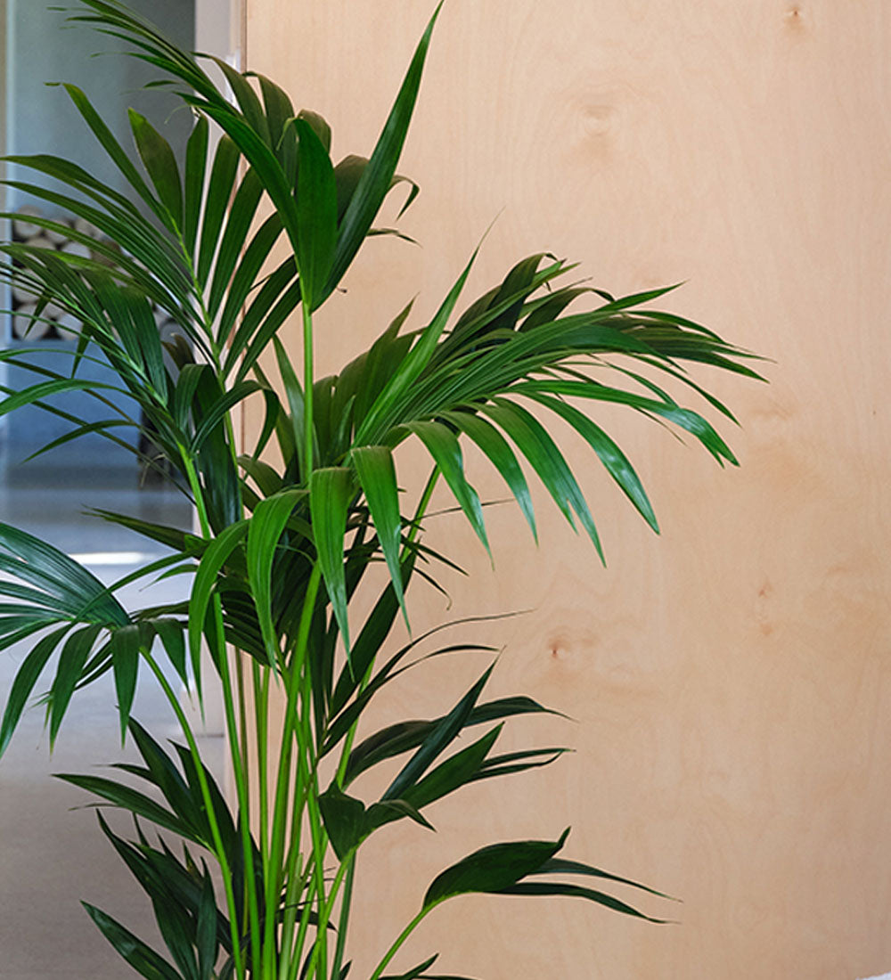 Kentia Palm & Pot