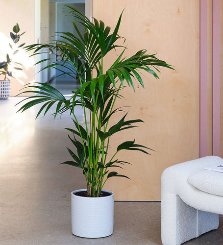 Kentia Palm & Pot