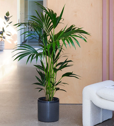 Kentia Palm & Pot