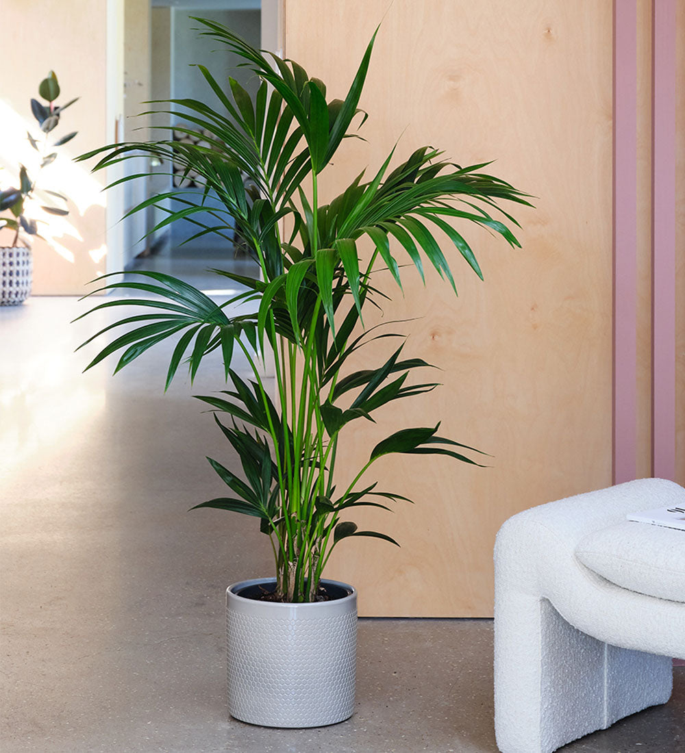 Kentia Palm & Pot