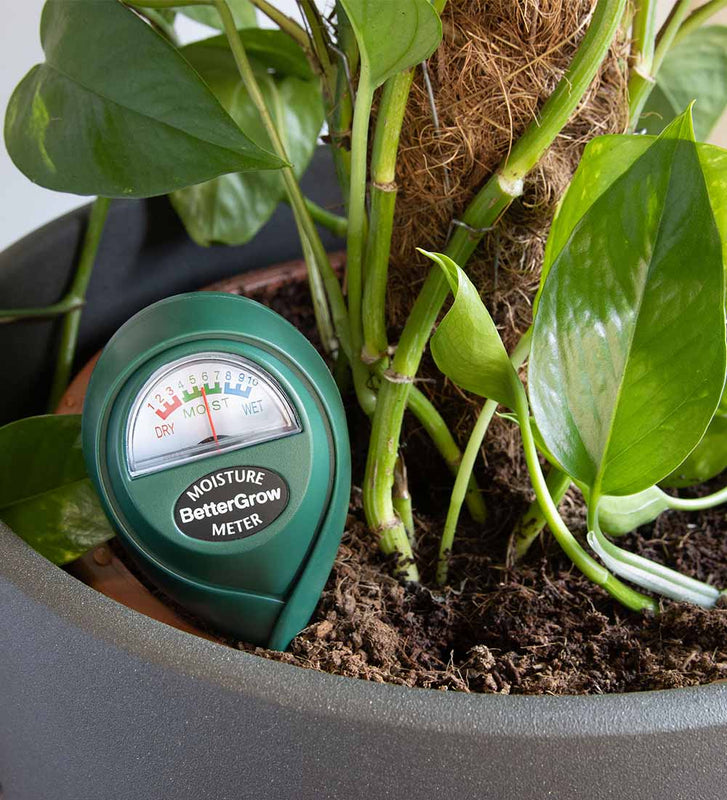 parlor palm moisture meter Plant Moisture Meter
