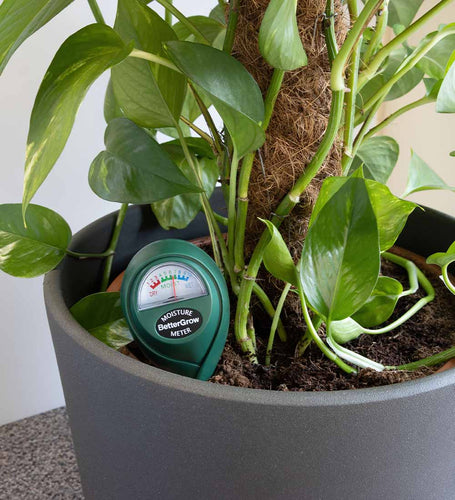 moisture meter pothos Plant Moisture Meter