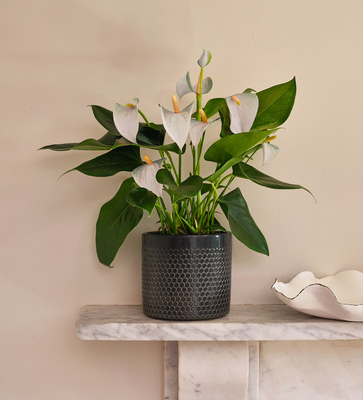 White Anthurium & Pot