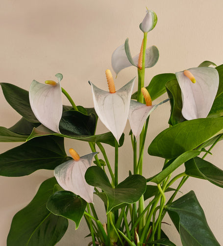 White Anthurium & Pot