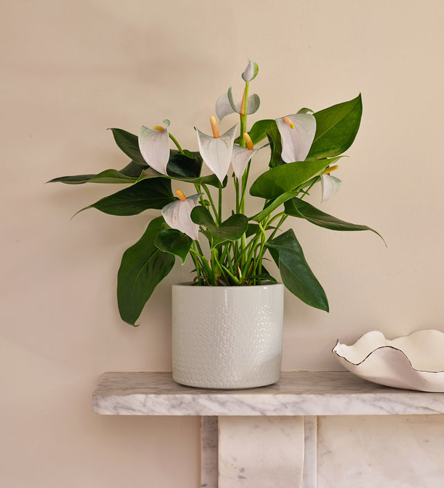 White Anthurium & Pot