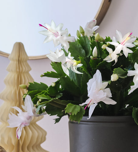 White Christmas Cactus & Pot