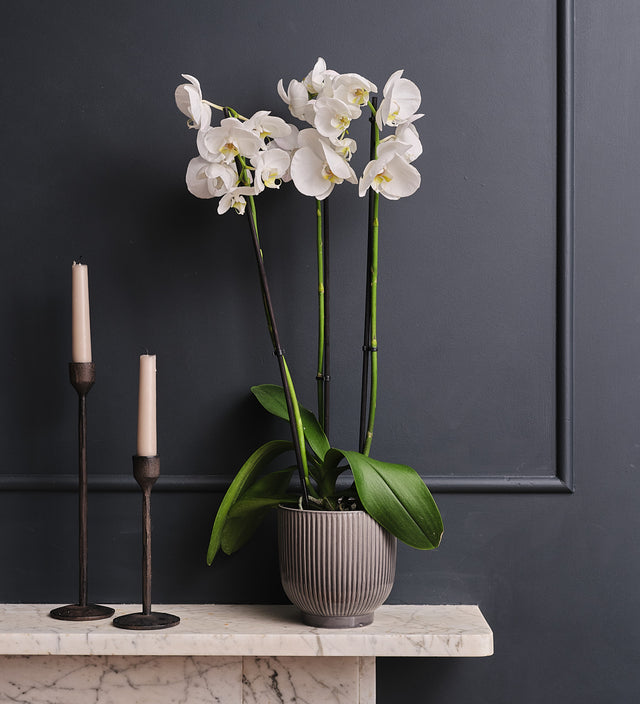 White Orchid & Pot