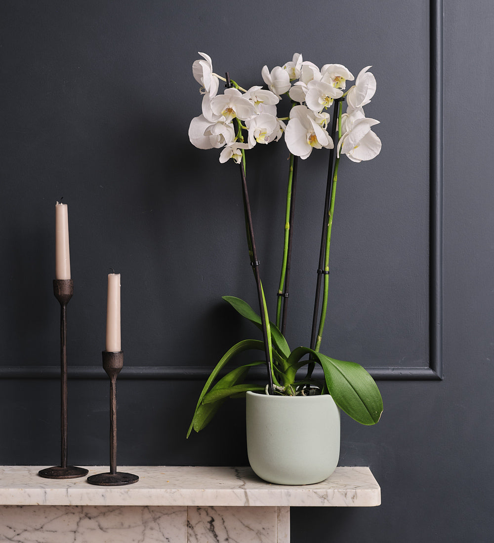 White Orchid & Pot