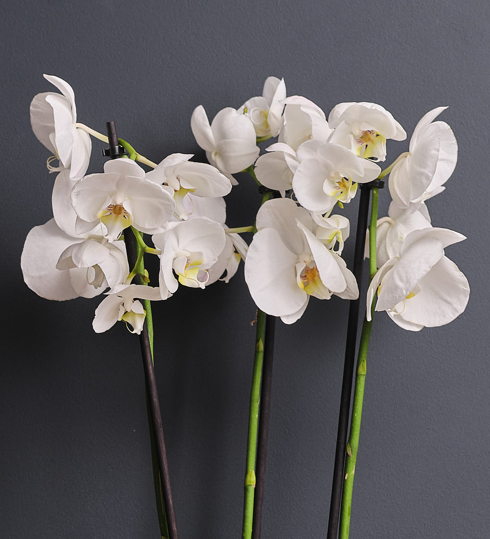 White Orchid & Pot