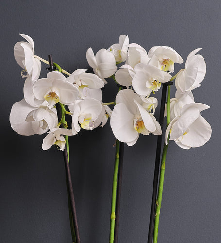 White Orchid & Pot