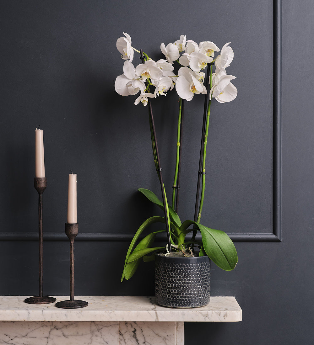 White Orchid & Pot