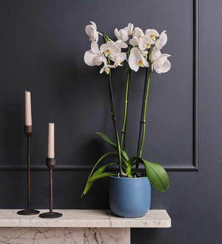White Orchid & Pot
