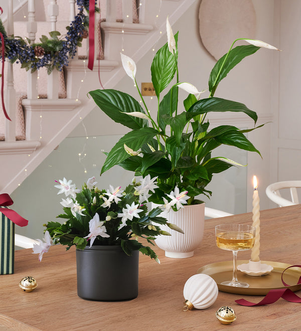 White Christmas Pair