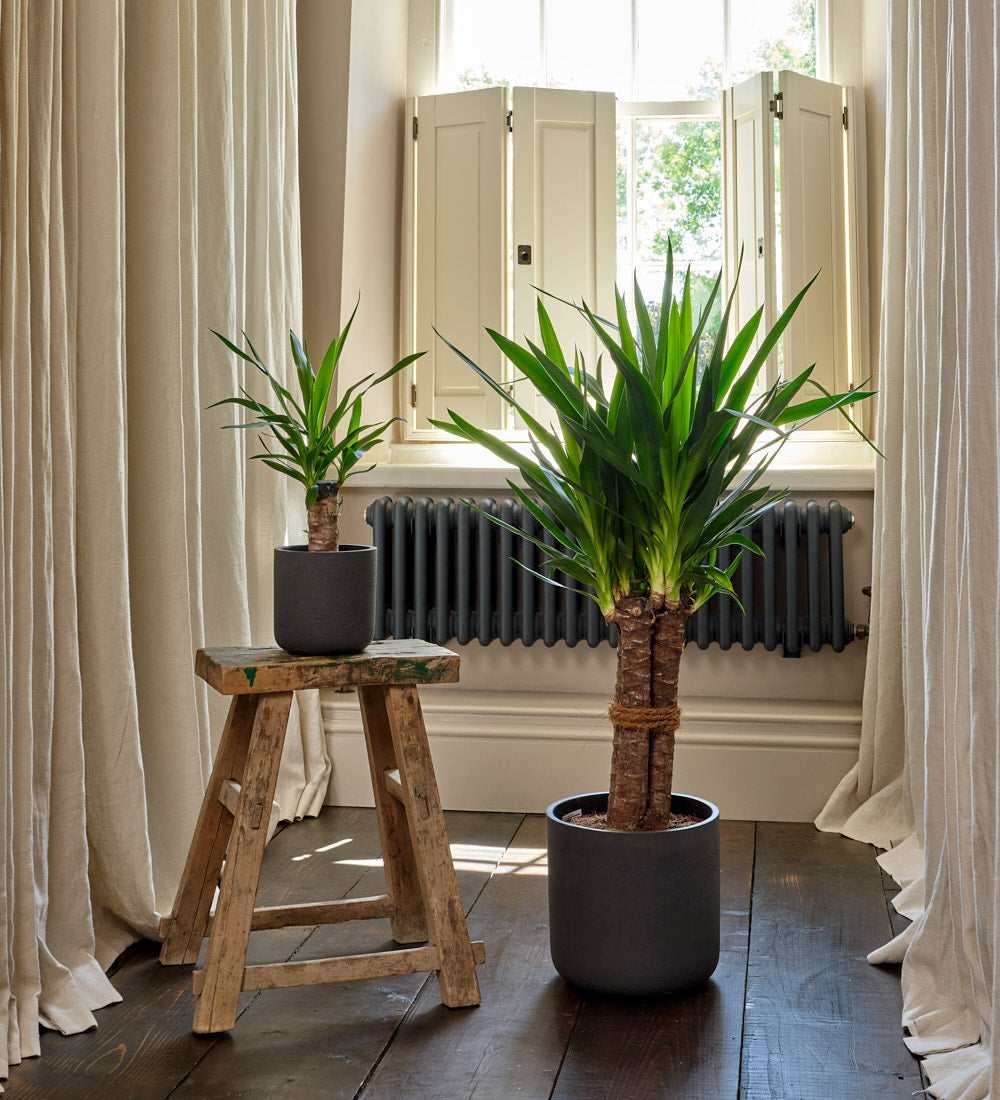 Yucca Plant