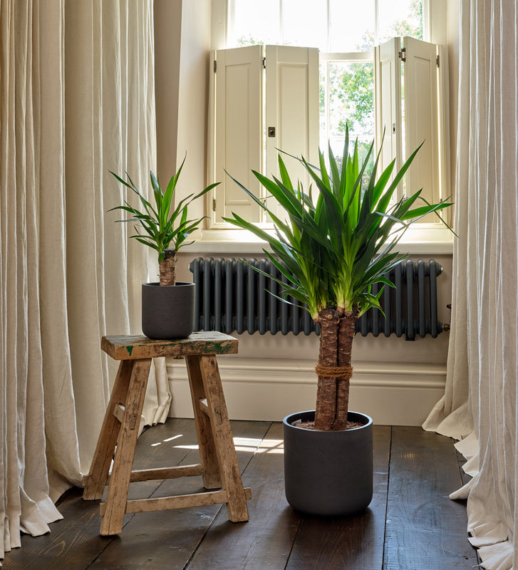 Yucca Plant