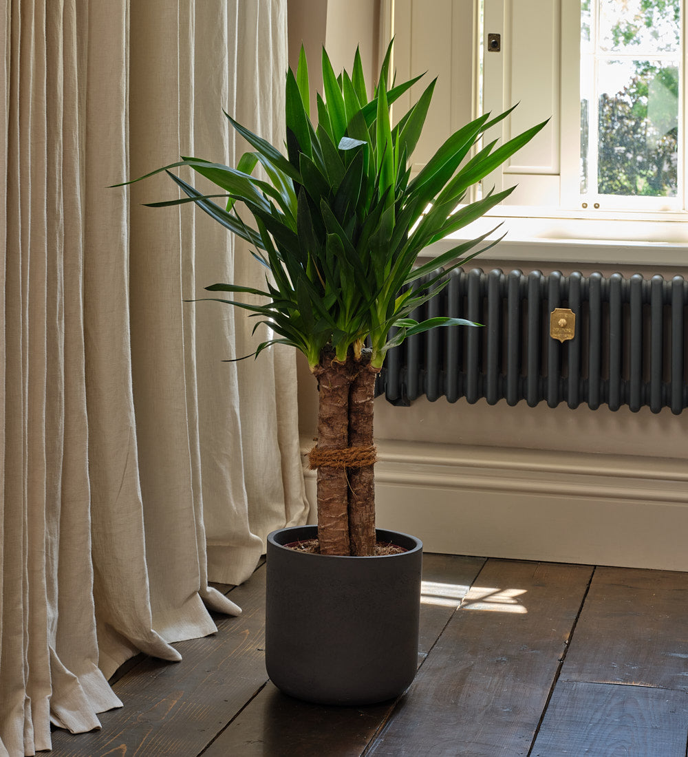 Yucca Plant