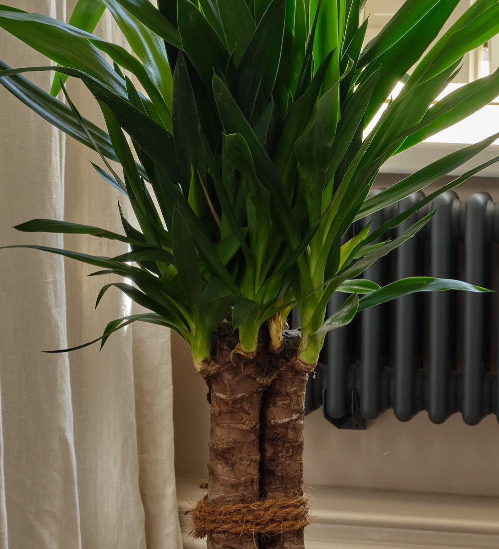Yucca Plant