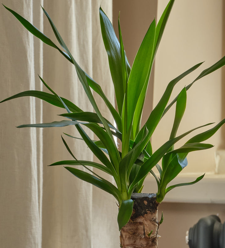 small indoor yucca plant Yucca Plant