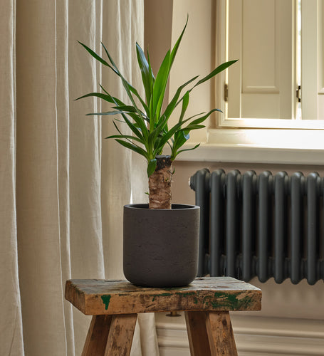Yucca Plant