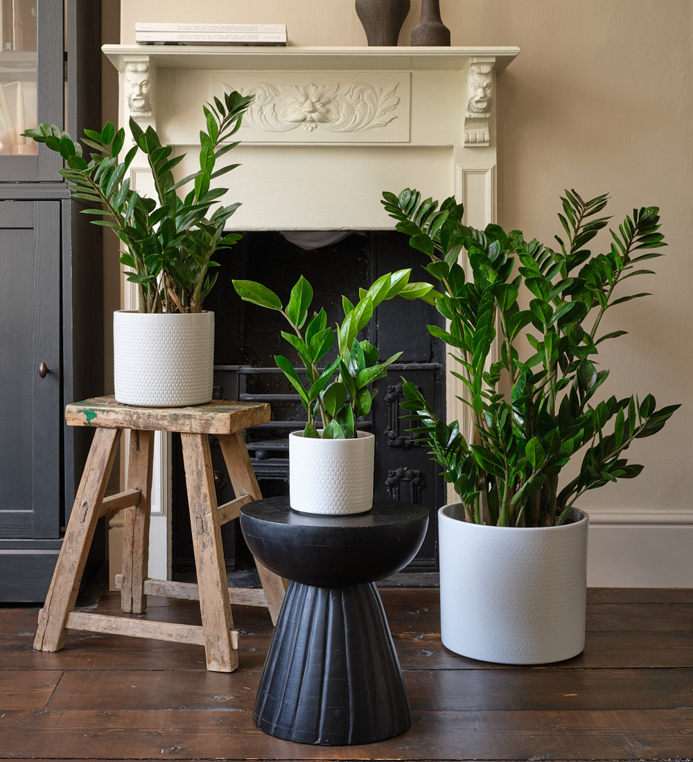 ZZ Plant