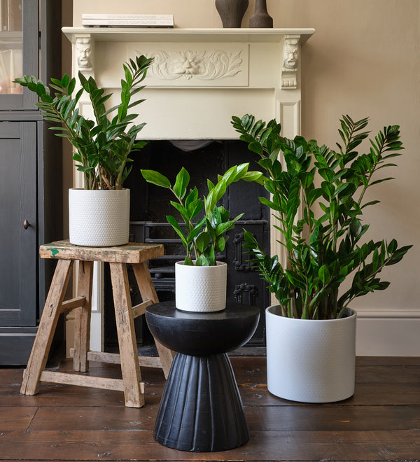 ZZ Plant