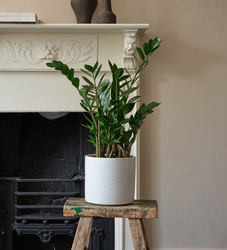 ZZ Plant