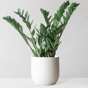 ZZ Plant & Broadway Chalk