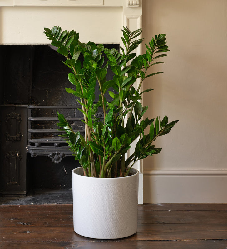 who developed the zz plant ZZ Plant | Low Light Indoor Plant | Easy Care Houseplant