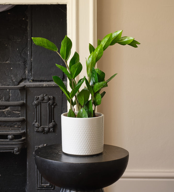 ZZ Plant