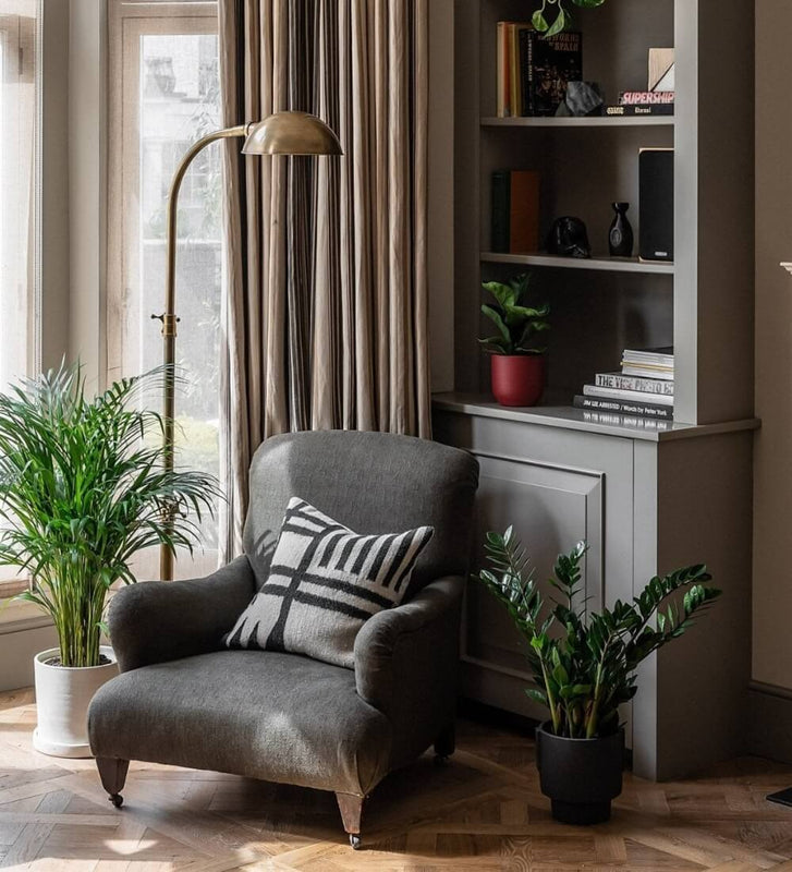 zz plant living room ZZ Plant | Low Light Indoor Plant | Easy Care Houseplant