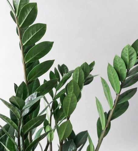 zz plant for sale uk ZZ Plant | Low Light Indoor Plant | Easy Care Houseplant