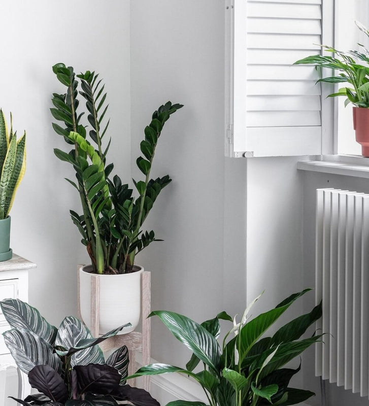 house plant that can cause blindness ZZ Plant | Low Light Indoor Plant | Easy Care Houseplant