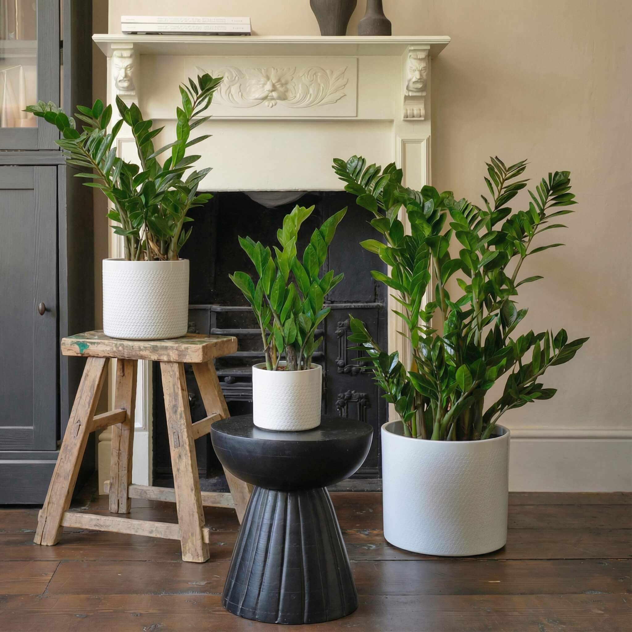 ZZ Plant | Low Light Indoor Plant | Easy Care Houseplant | Buy Plants Online