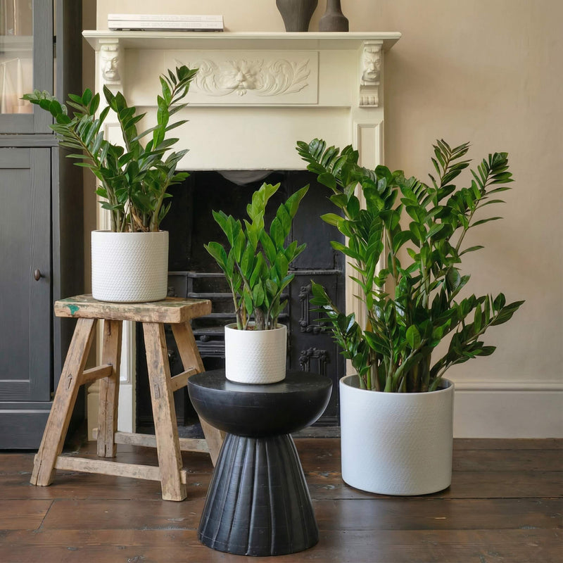 zz plant indoor light ZZ Plant | Low Light Indoor Plant | Easy Care Houseplant