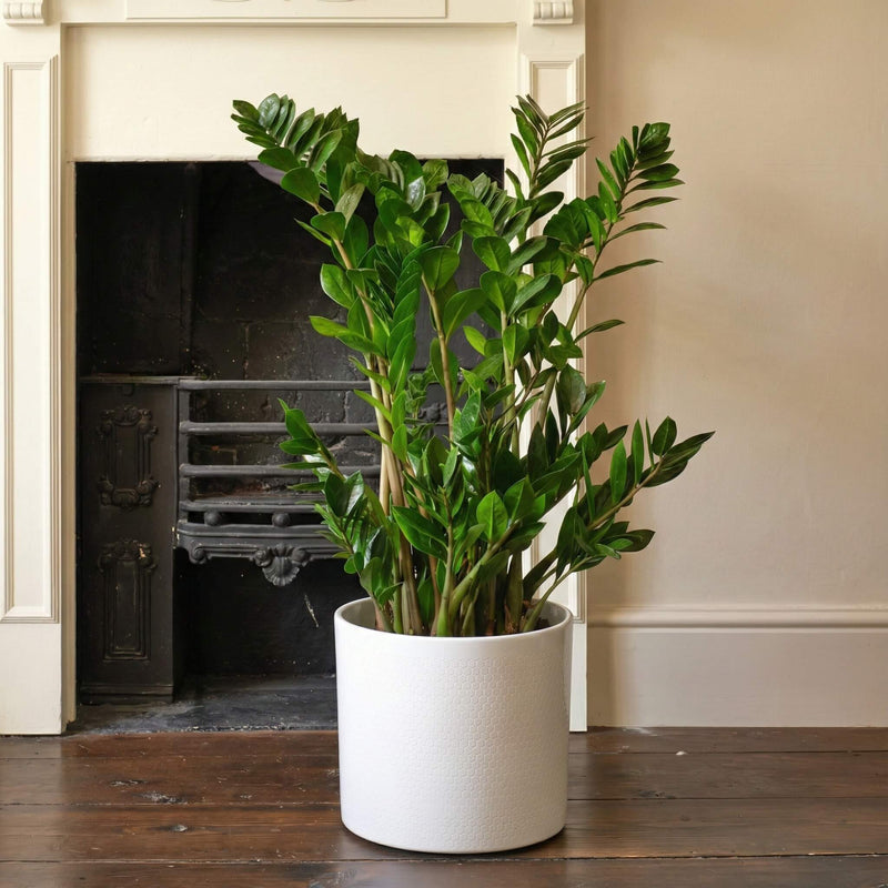 ZZ Plant Large