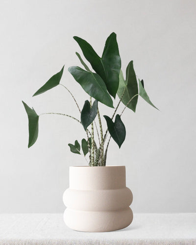 Alocasia Zebrina - Leaf Envy