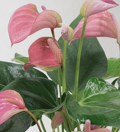 Pink Flamingo Flower