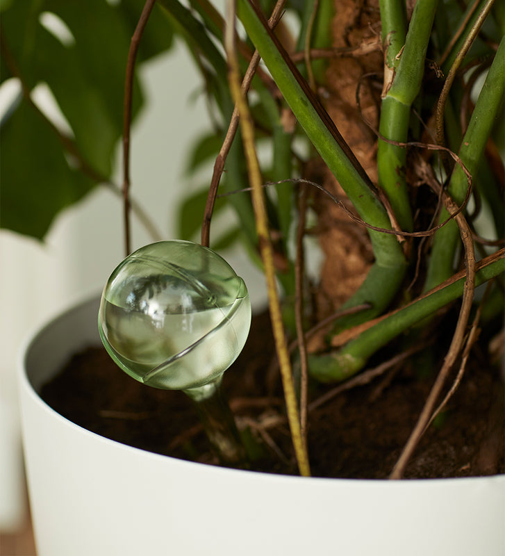 slow release water for indoor plants Slow Release Water Dispenser