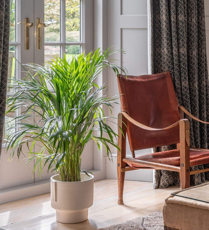 Areca Palm