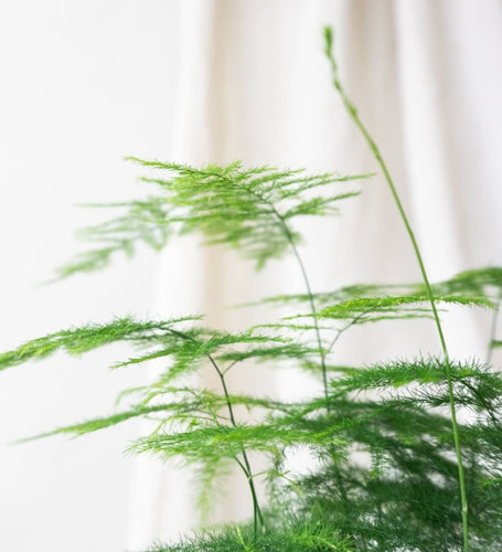 Asparagus Fern