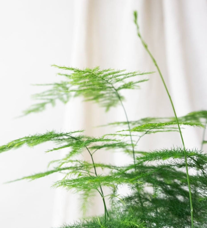 Asparagus Fern