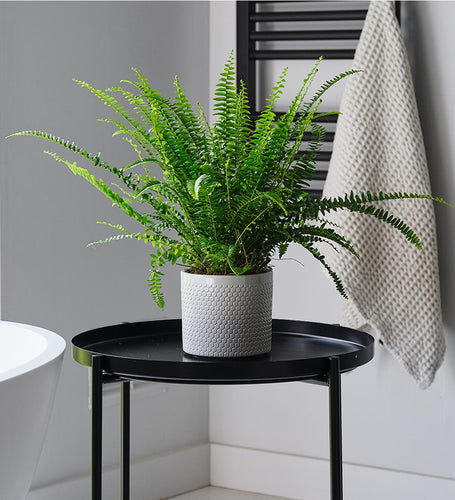 Boston Fern & Pot