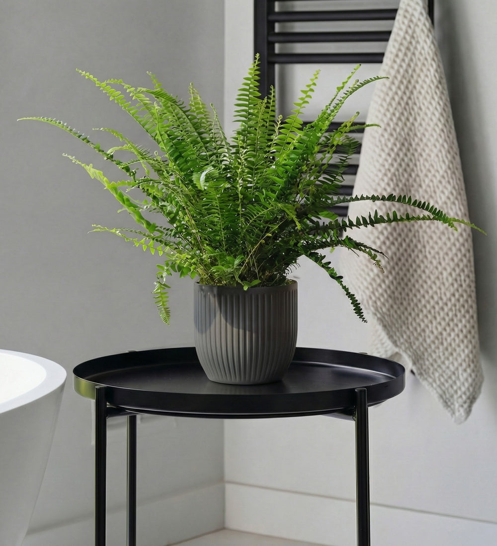 Boston Fern & Pot